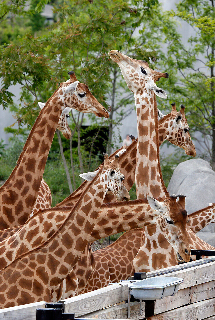 France,Paris, Vincennes, Zoo de Vincennes, Area Sahel Sudan, Giraffes