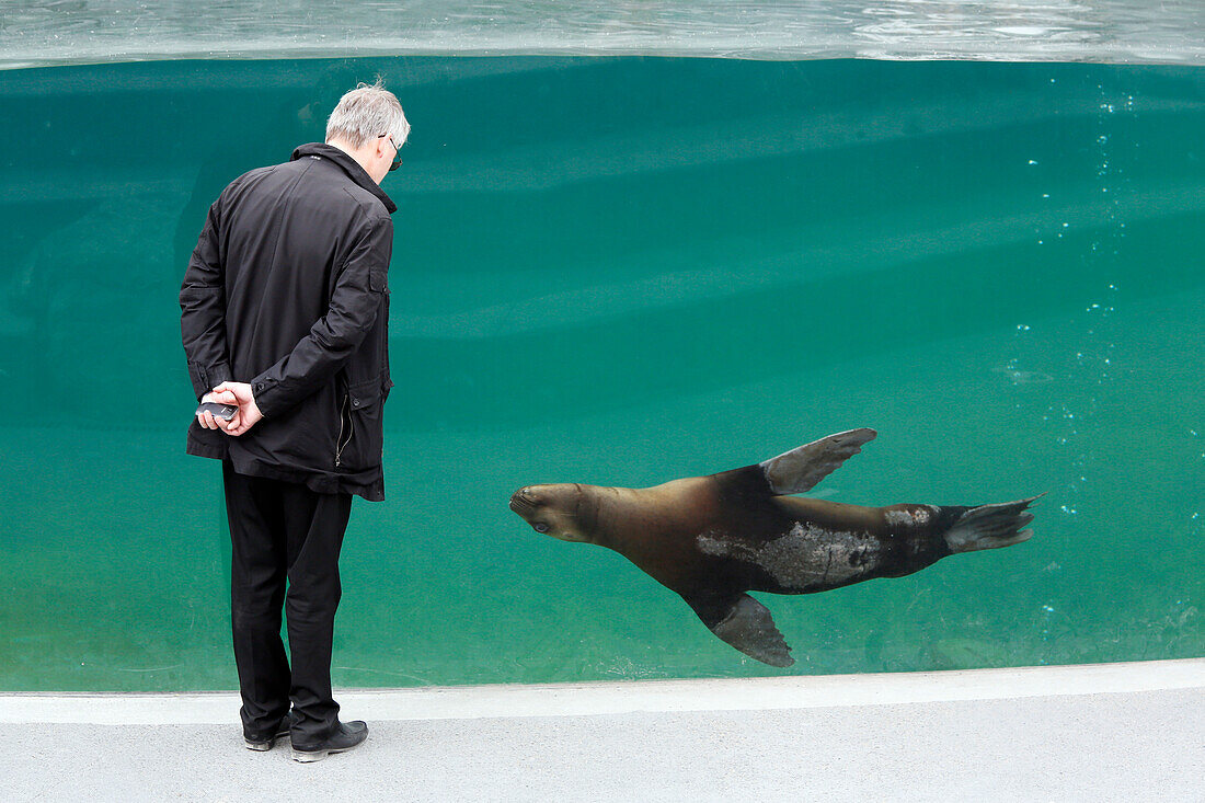 France,Paris, Vincennes, Zoo de Vincennes, Patagonia area, Visitor watching with interest a sea lion