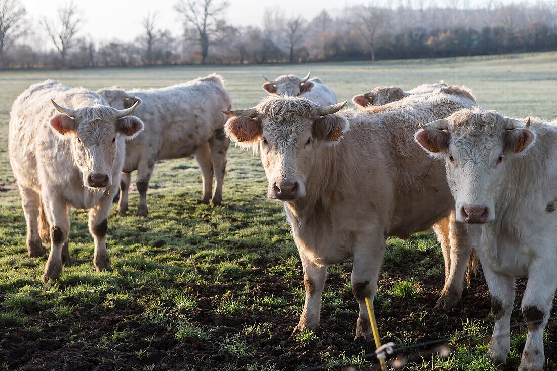 France, Auvergne, Charolais cattle herd in field