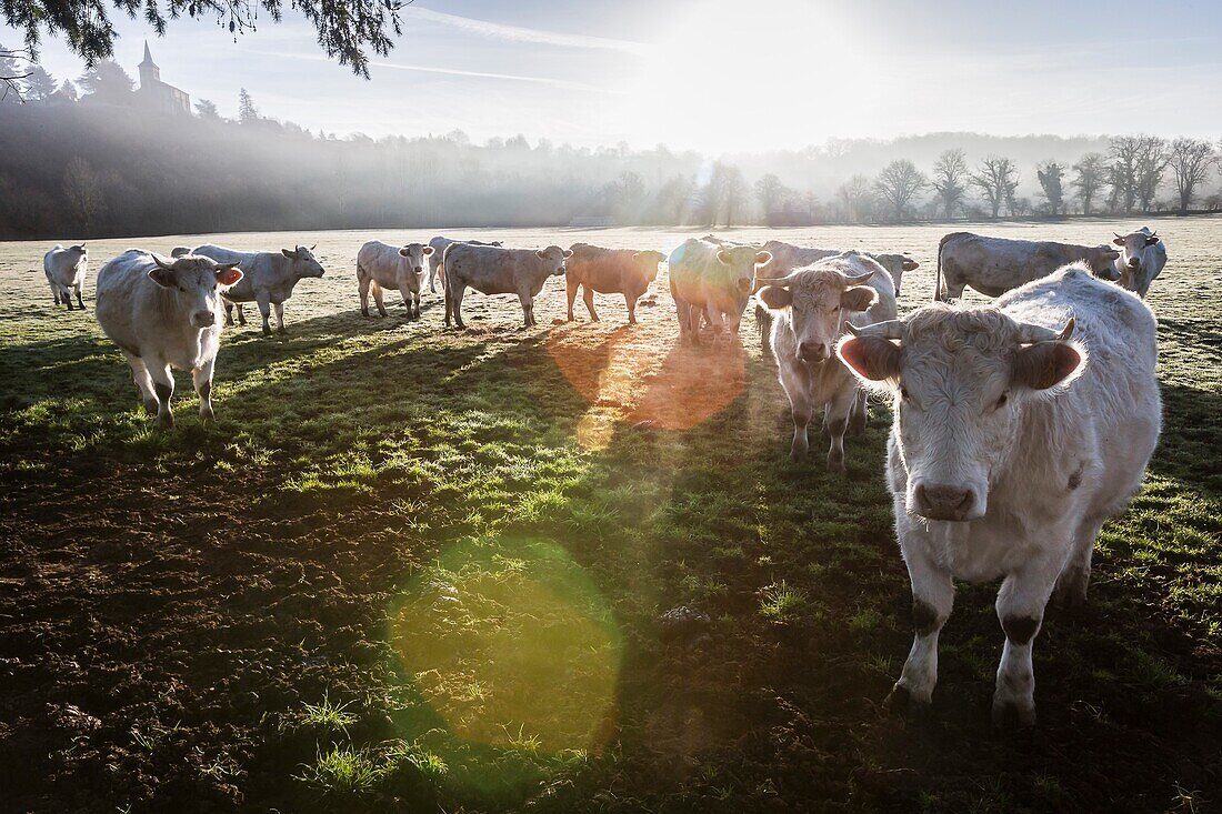 France, Auvergne, Charolais cattle herd in field