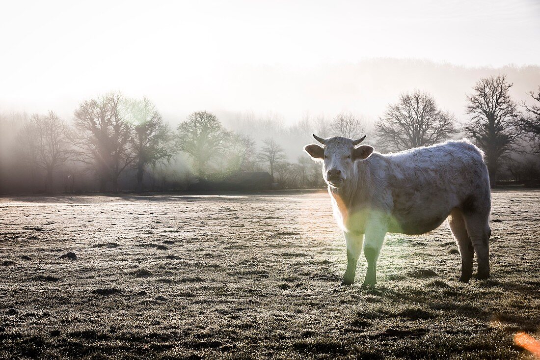 France, Auvergne, Charolais cattle in field