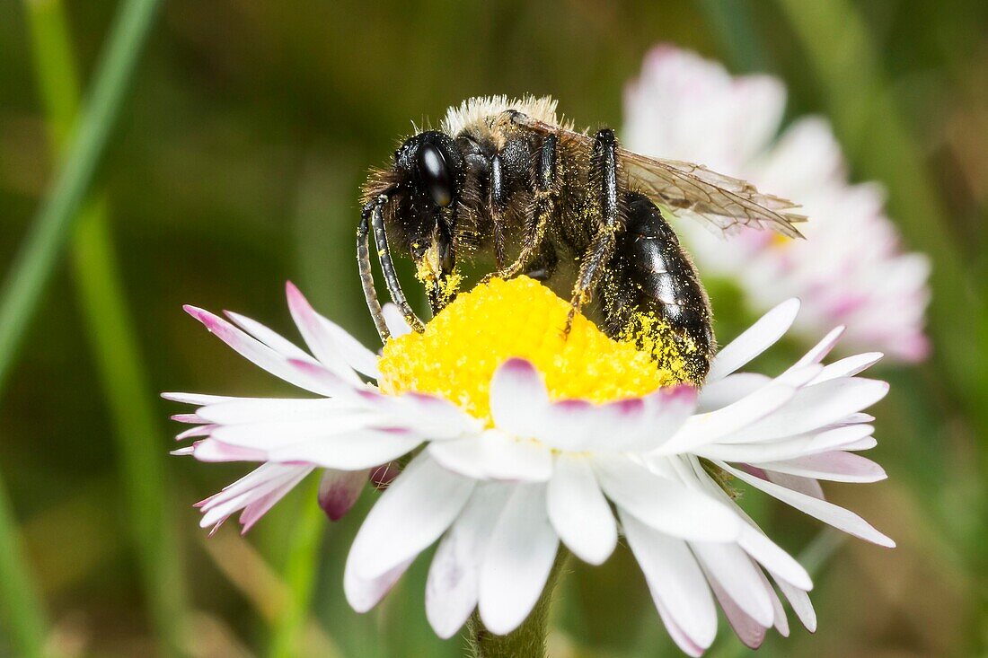 France, Bee gathering pollen on a daisy, Close up
