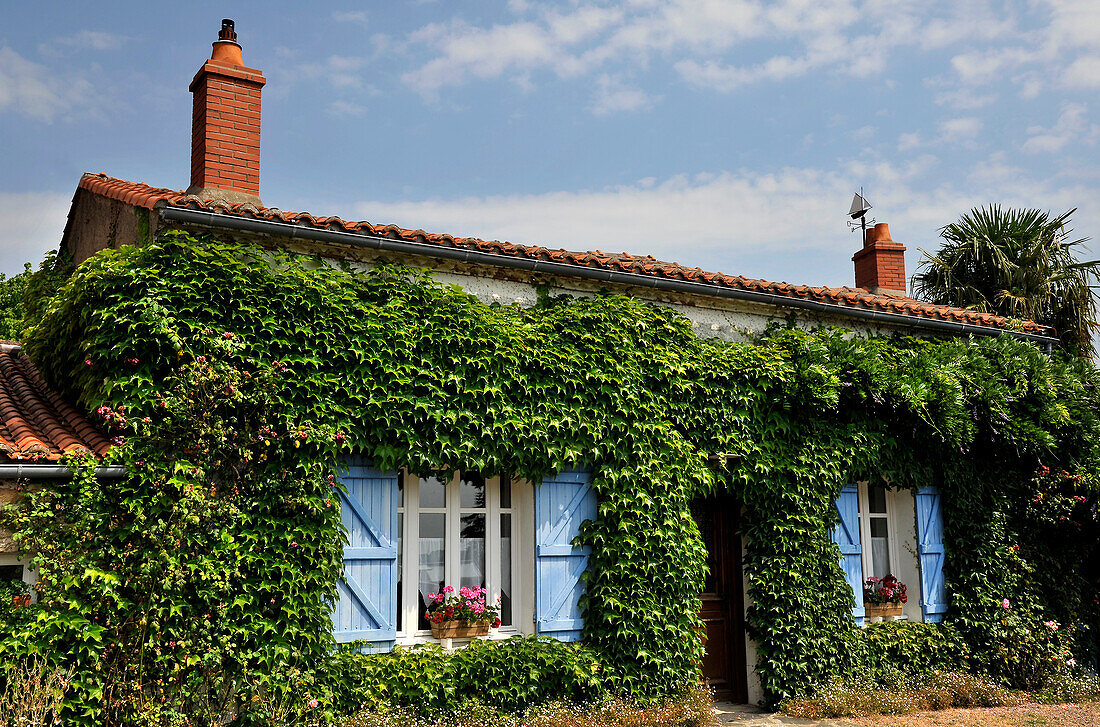 France, Pays de la Loire, Loire-Atlantique, typical private house covered with Virginia creeper in Le Cellier village