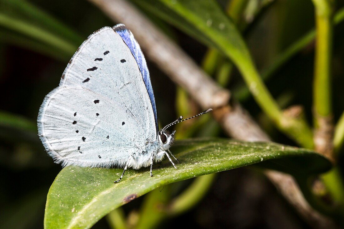 France, Butterfly, Holly Blue (Celastrina argiolus), close up