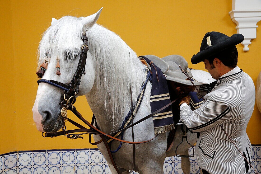 The Royal Andalusian School of Equestrian Art, Preparation of an horse to be ridden, Jerez, Spain