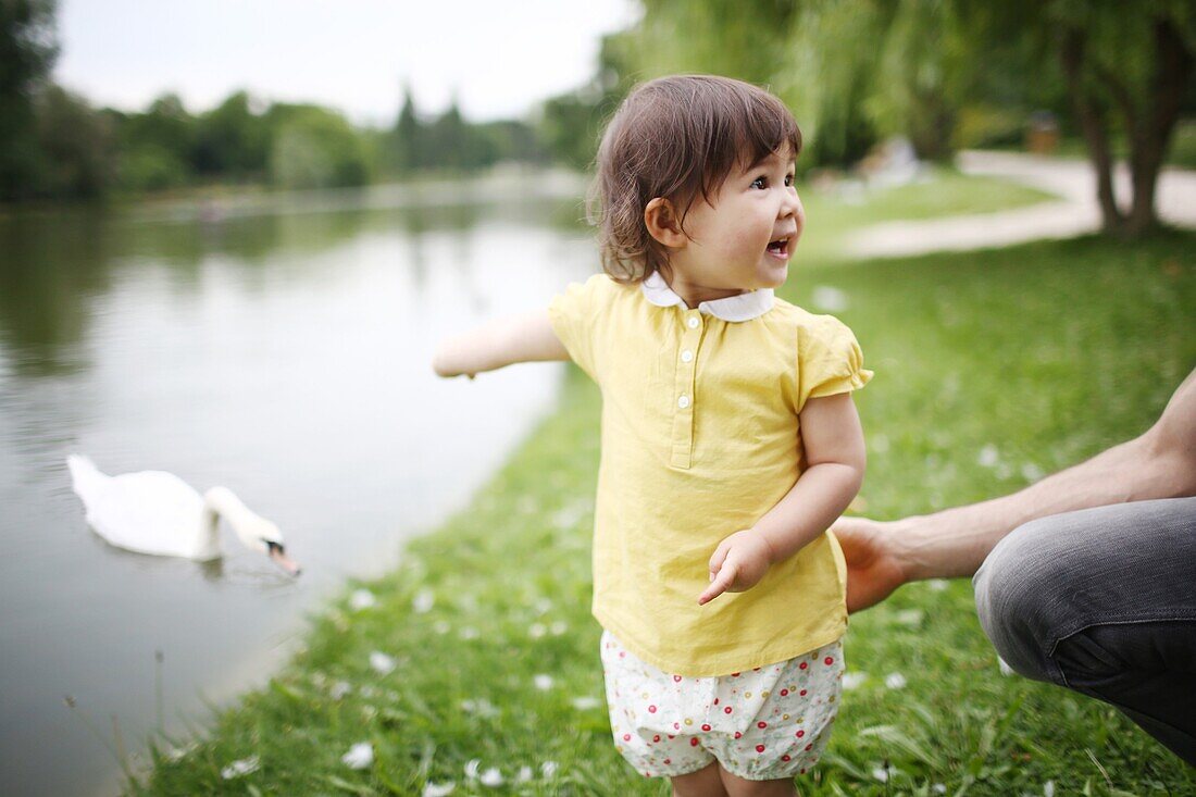 Little girl looking at swans