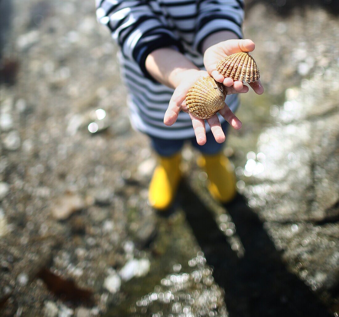 3 years old boy looking for sea shells on the beach