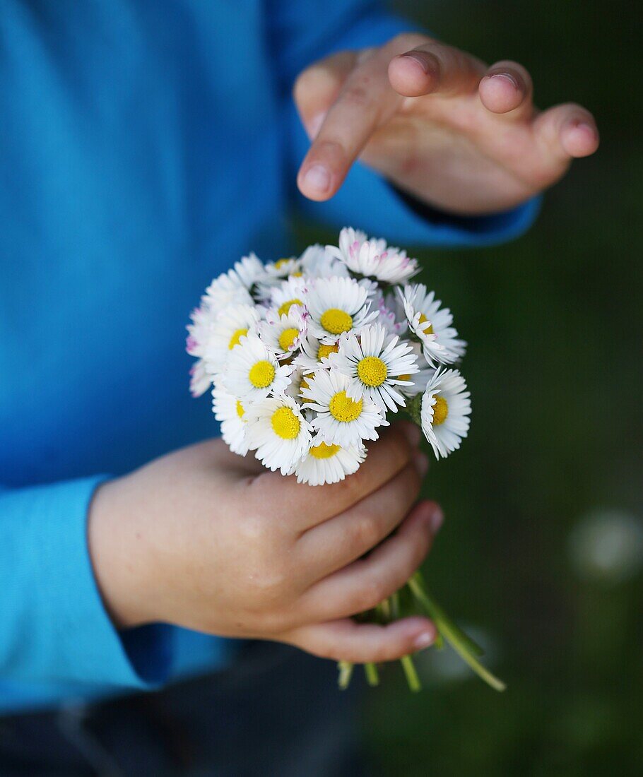 Child holding a daisy bunch