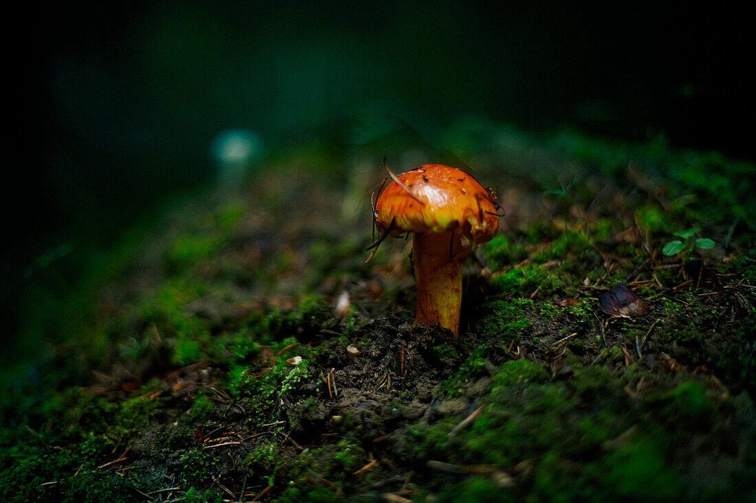 Close up of mushroom growing in dark forest