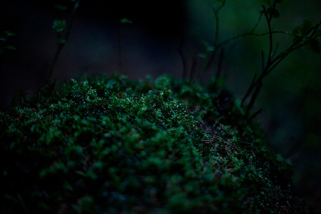 Close up of moss growing in dark forest