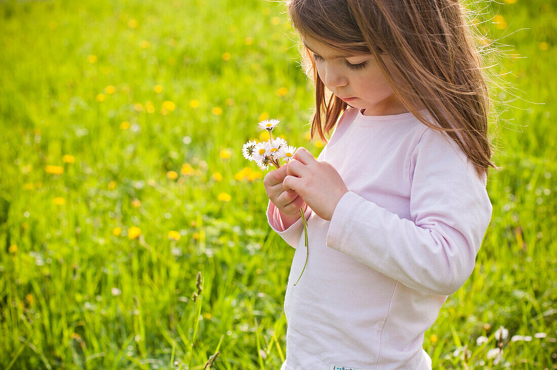 Young Girl in Field Looking at Daisies in Her Hands