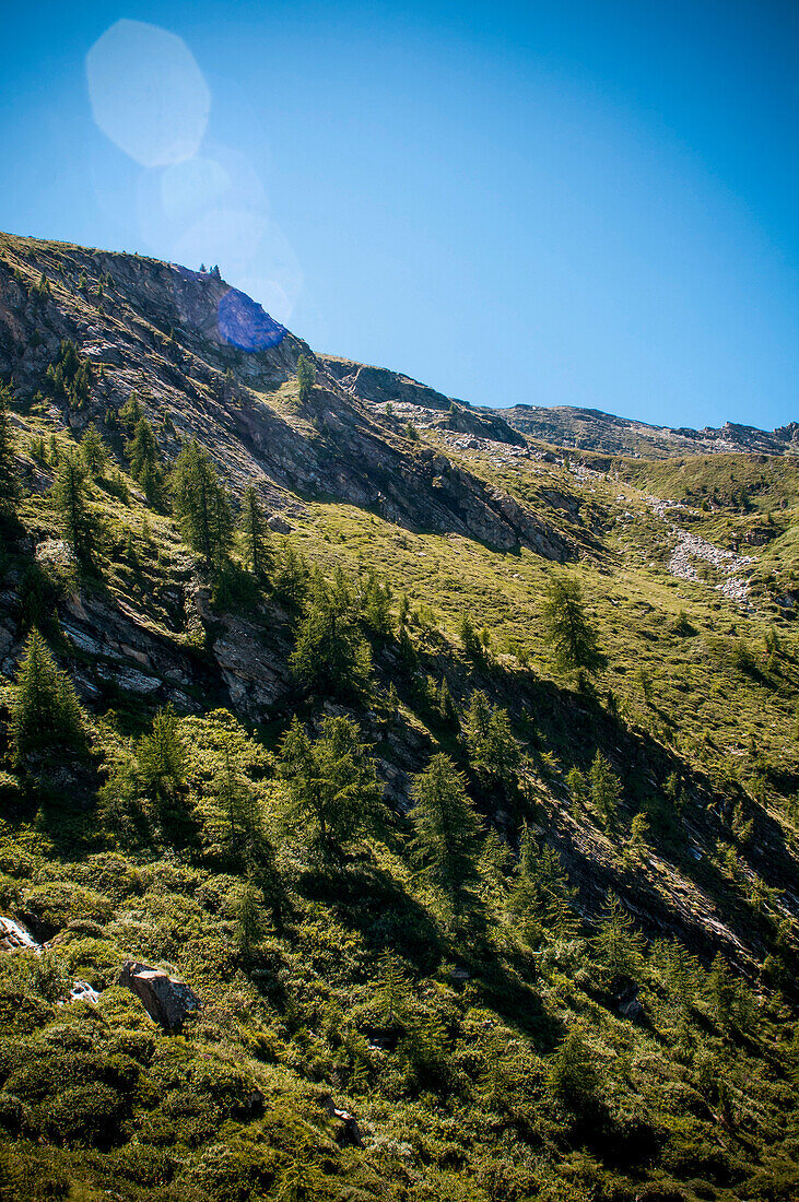 Mountainside Trees, Low Angle View