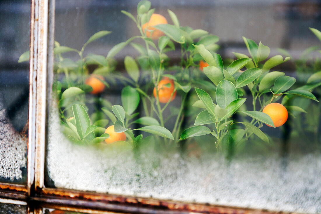 Calamondin Orange Tree Viewed Through Frosty Window