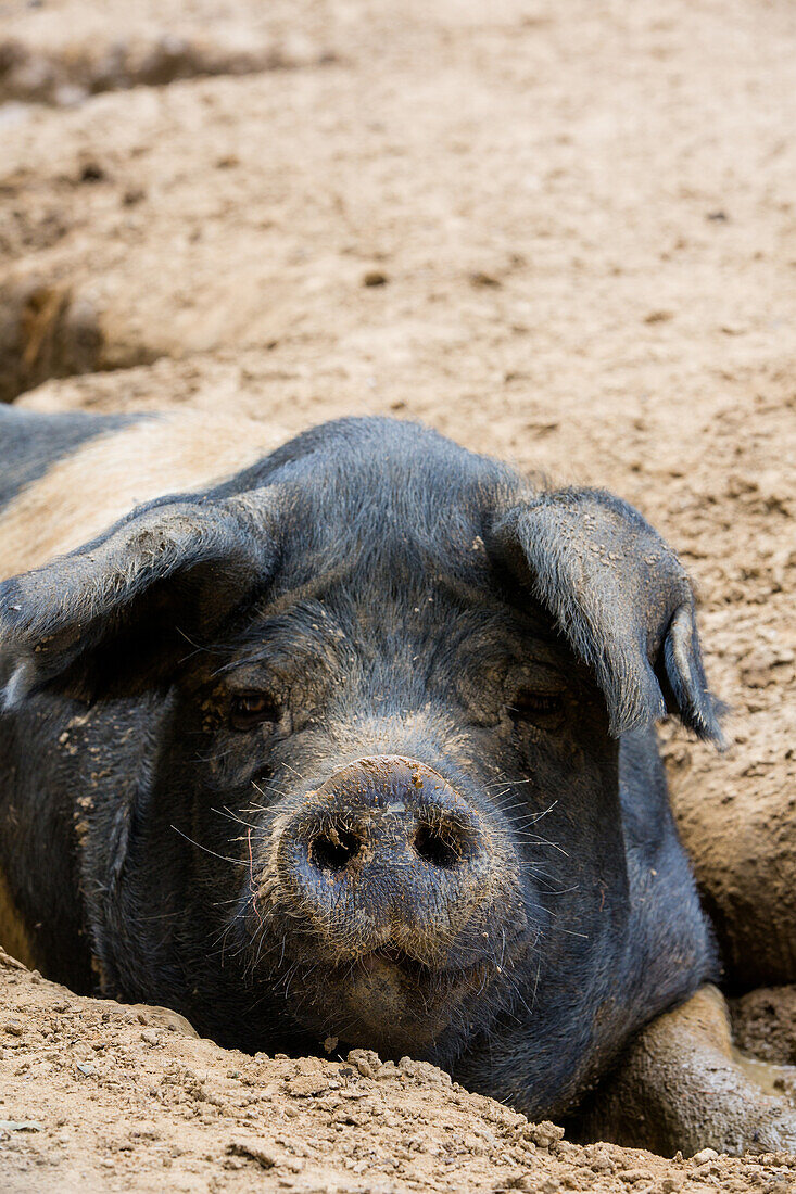 Pig, Close-Up