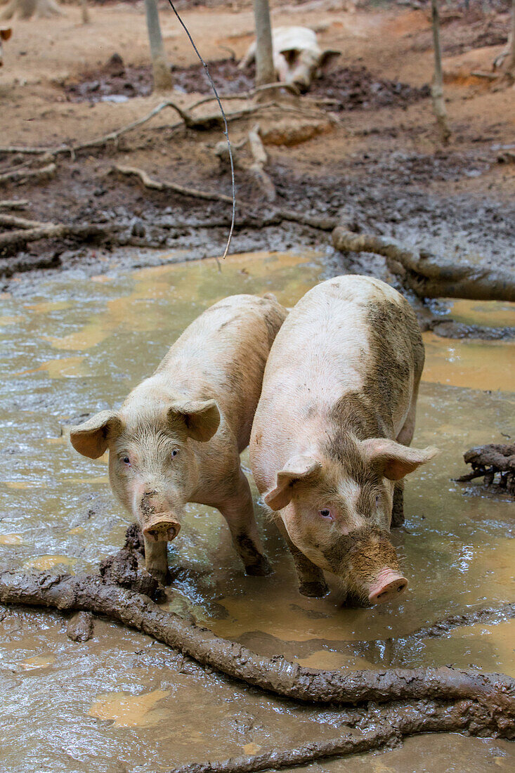 Two Muddy Pigs in Puddle
