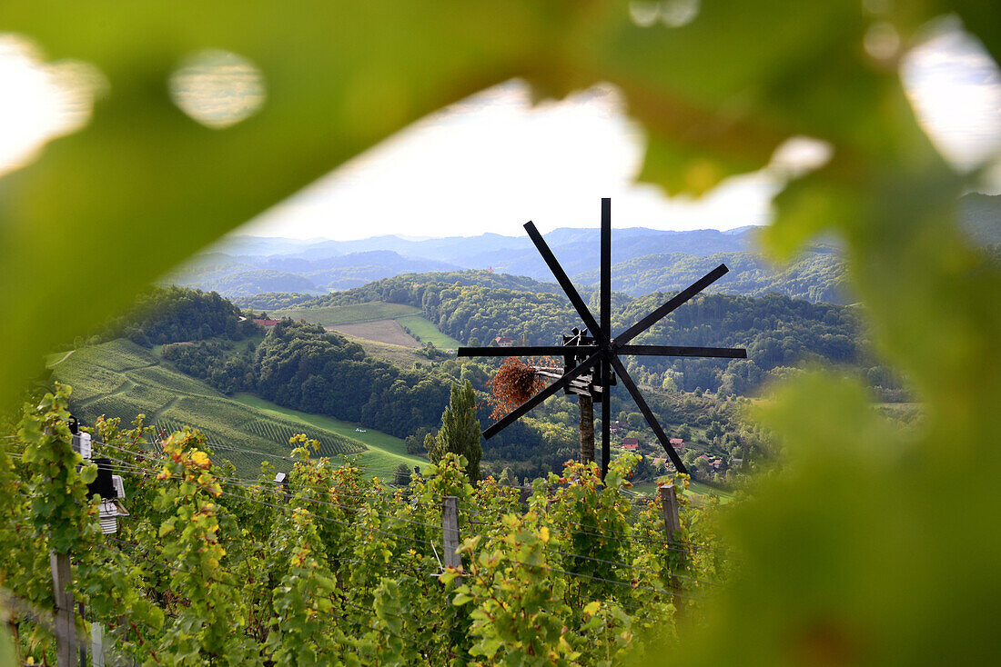 Weinberge an der Südsteierische Weinstraße bei Gamlitz, Steiermark, Österreich