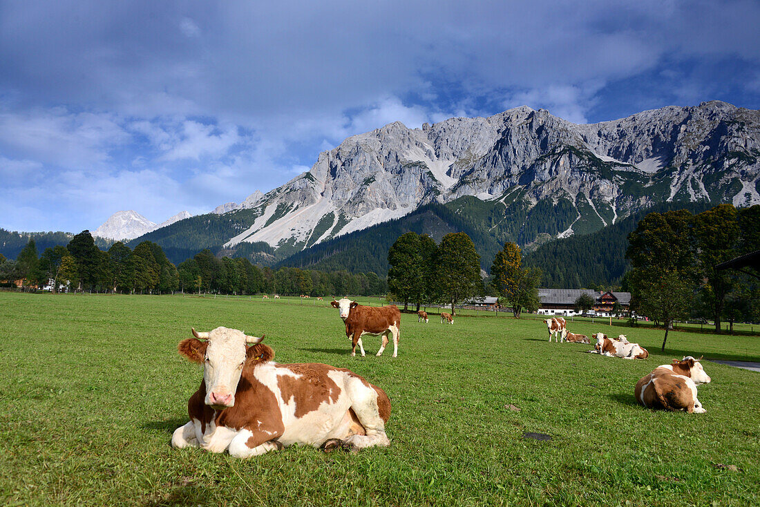 View on the Dachstein range in the Ramsau over Schladming, Styria, Austria