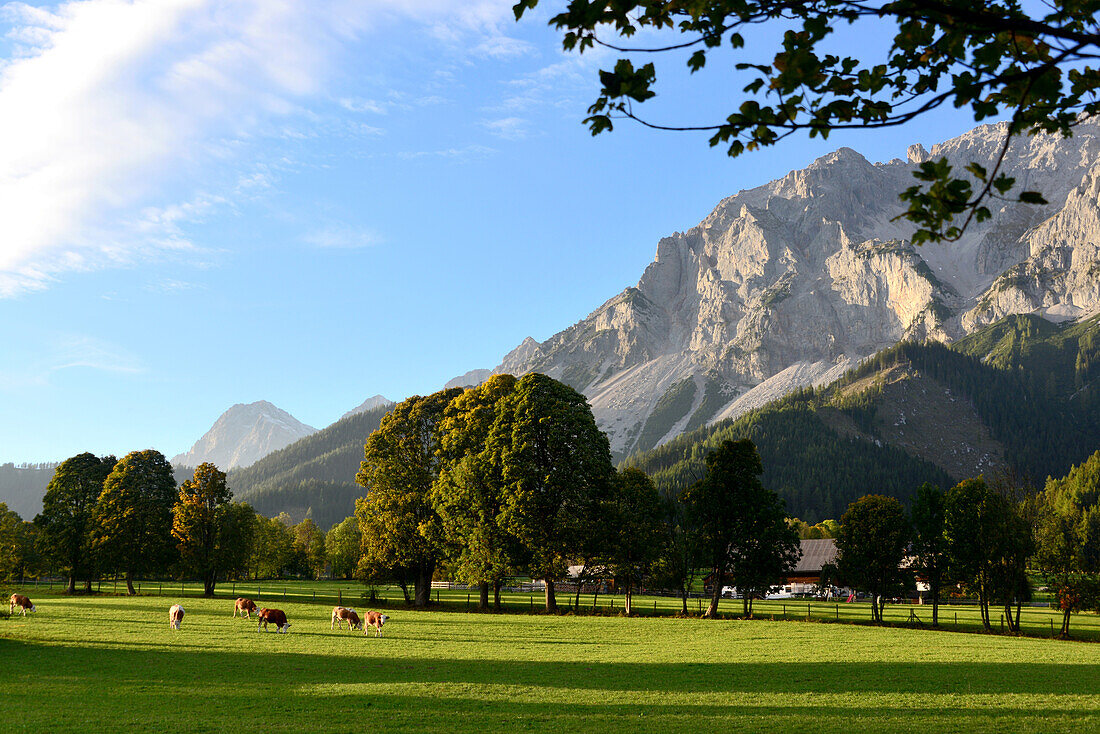 View on the Dachstein range in the Ramsau over Schladming, Styria, Austria