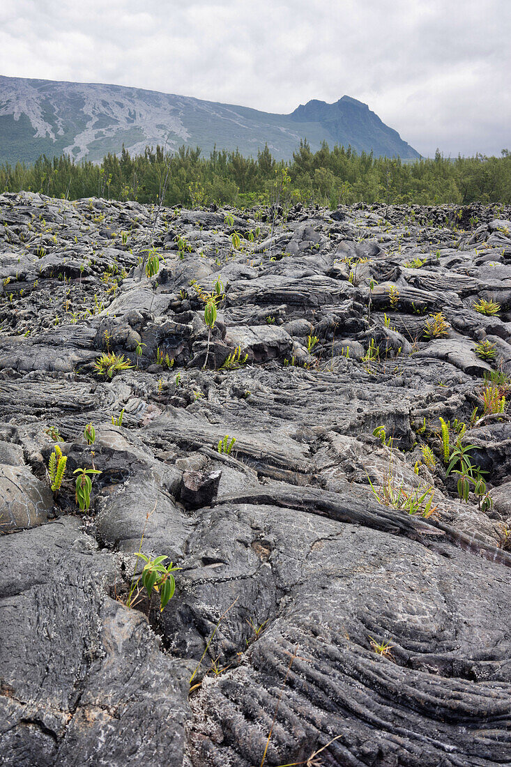 lava flowing in small lobes, called pahoehoe or cow's dung lava, piton de la fournaise (peak of the furnace) or 'the volcanoö, reunion island, france, dom-tom