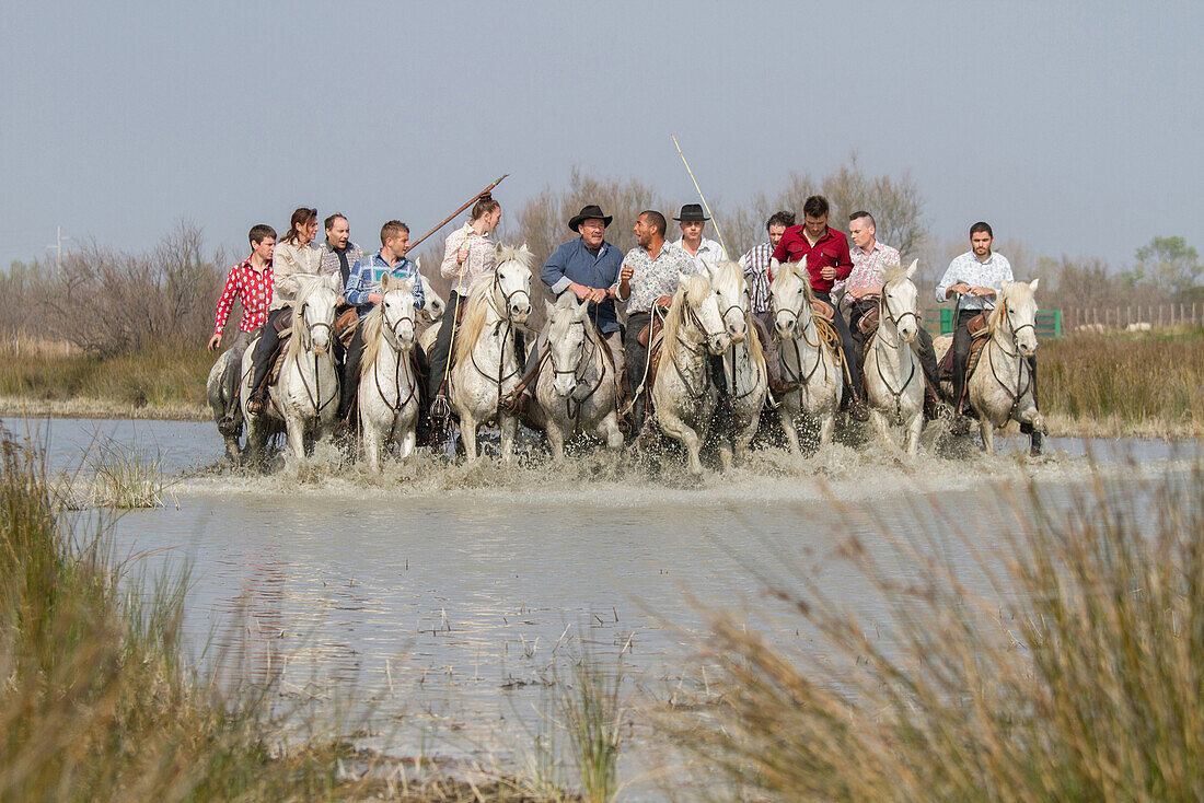 the abrivado, the bulls are encircled by the ranchers on their camargue horses and go into the meadow, traditional event, aigues-mortes, gard, camargue, france