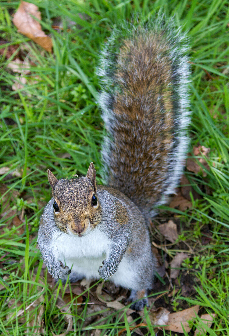 squirrel in wollaton hall park, wild and friendly animal, nottingham, midlands, england, great britain