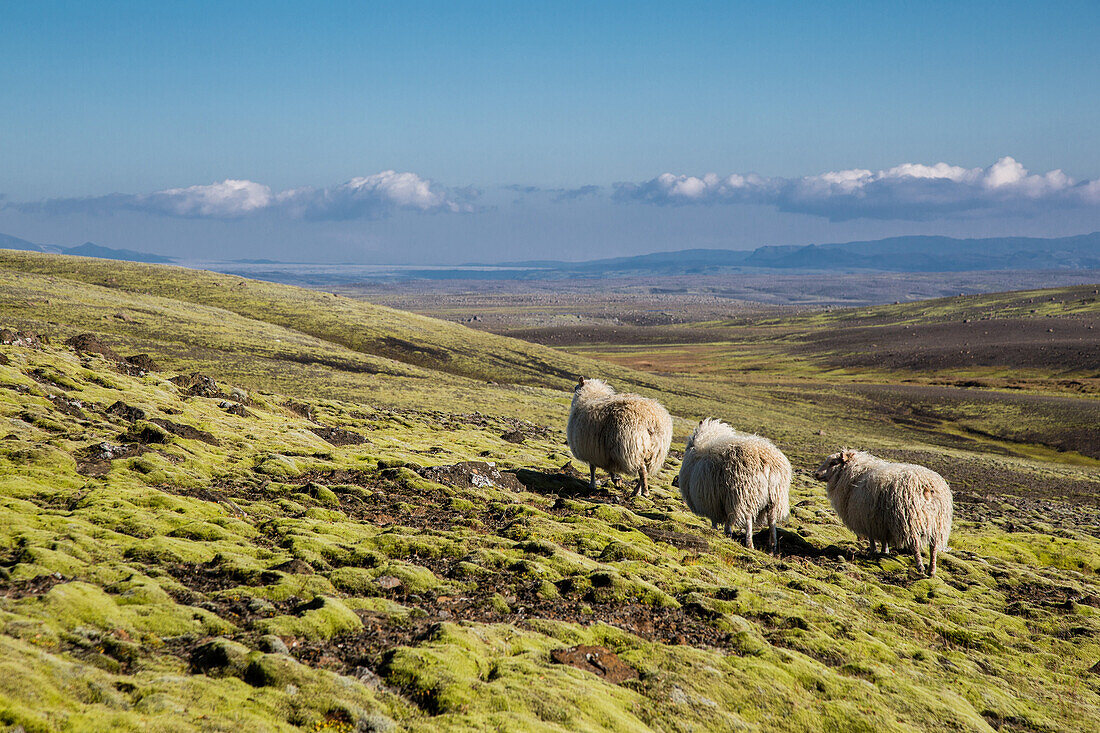 three sheep on the route leading to the volcano laki, iceland, europe