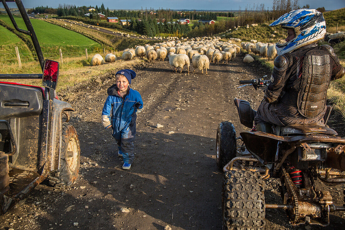 icelandic farmer during the round-up of sheep called the rettir, iceland, europe