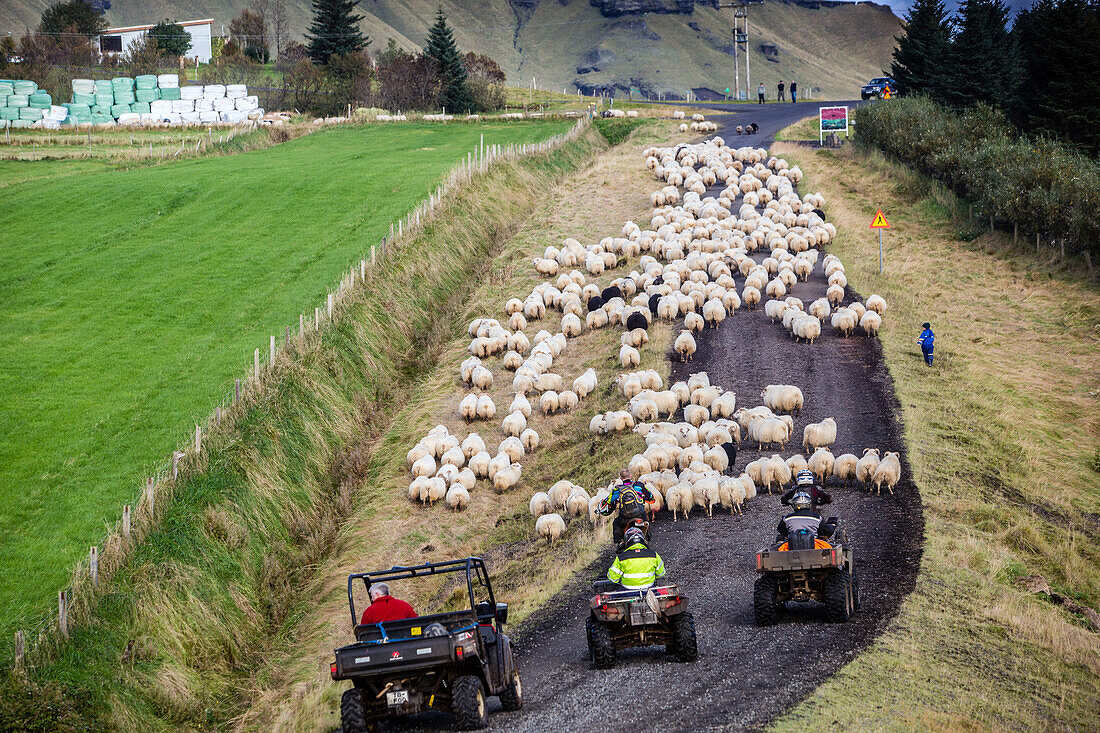 icelandic farmer during the round-up of sheep called the rettir, iceland, europe