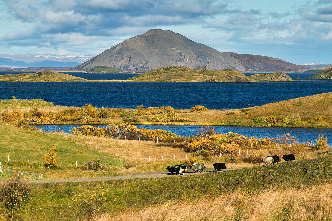 sheep in skutustadir, a region of pseudo-craters situated to the south of myvatn lake, northern iceland in the area around the volcano krafla, iceland, europe