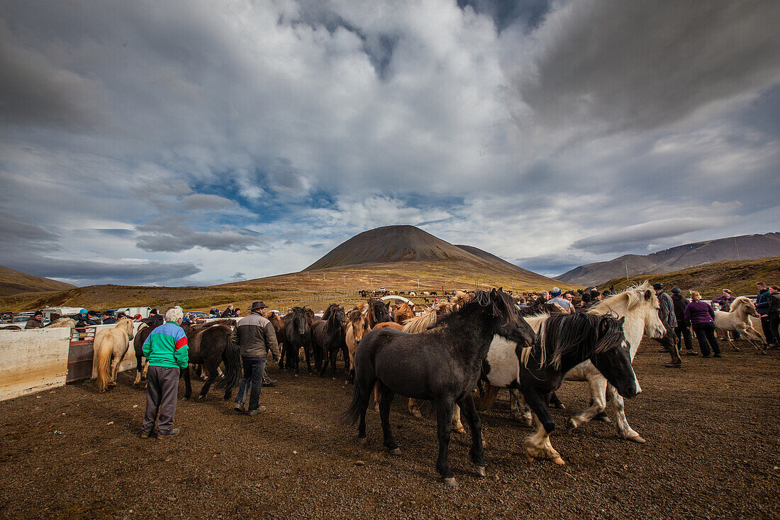 the big round-up of herds of icelandic horses, an icelandic tradition that consists of bringing back the horses which had been in mountain pasture in summer, skrapatungurett, northern iceland, europe