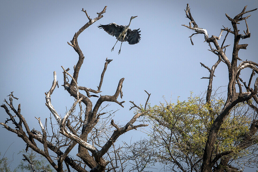 grey heron in flight, djoudj national bird park, third biggest ornithology reserve in the world, listed as a world heritage site by unesco, senegal, west africa