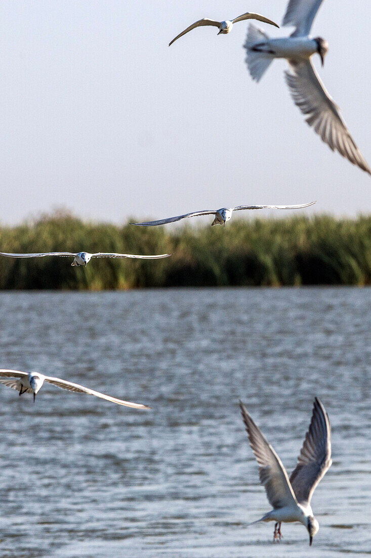 common terns in flight, djoudj national bird park, third biggest ornithology reserve in the world, listed as a world heritage site by unesco, senegal, west africa