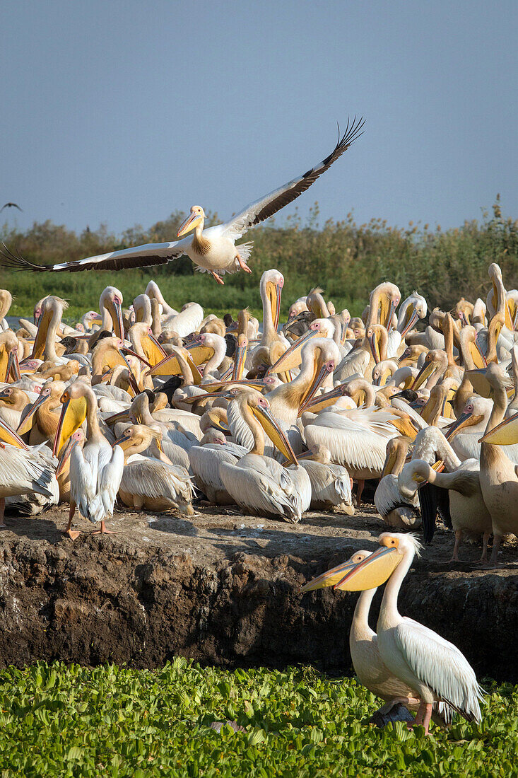 gathering of white pelicans, djoudj national bird park, third biggest ornithology reserve in the world, listed as a world heritage site by unesco, senegal, west africa