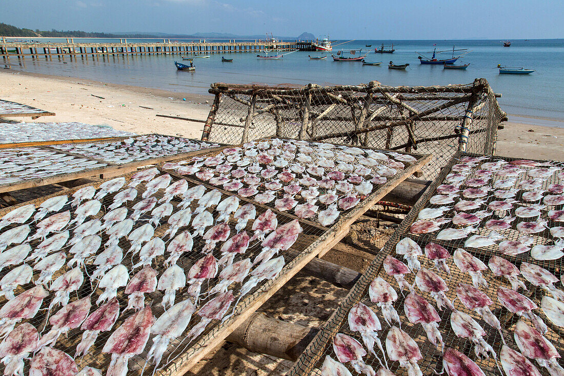 fish drying in the sun, fishermenÆs village specializing in squid fishing, tham thong, province of chumphon, thailand, asia