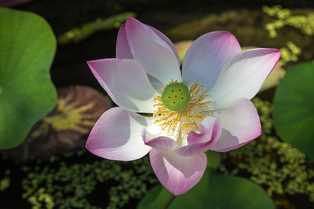 lotus flower, wat keaw prasert, province of chumphon, thailand, asia