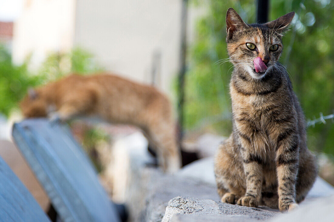 cat licking its lips in front of the garbage, village of yenifoca, the olive riviera, north of izmir, turkey