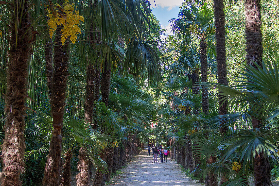 the bamboo plantation of anduze, giant bamboos more than 20 meters high and japanese and laotien-inspired botanical garden, generargues (30), france