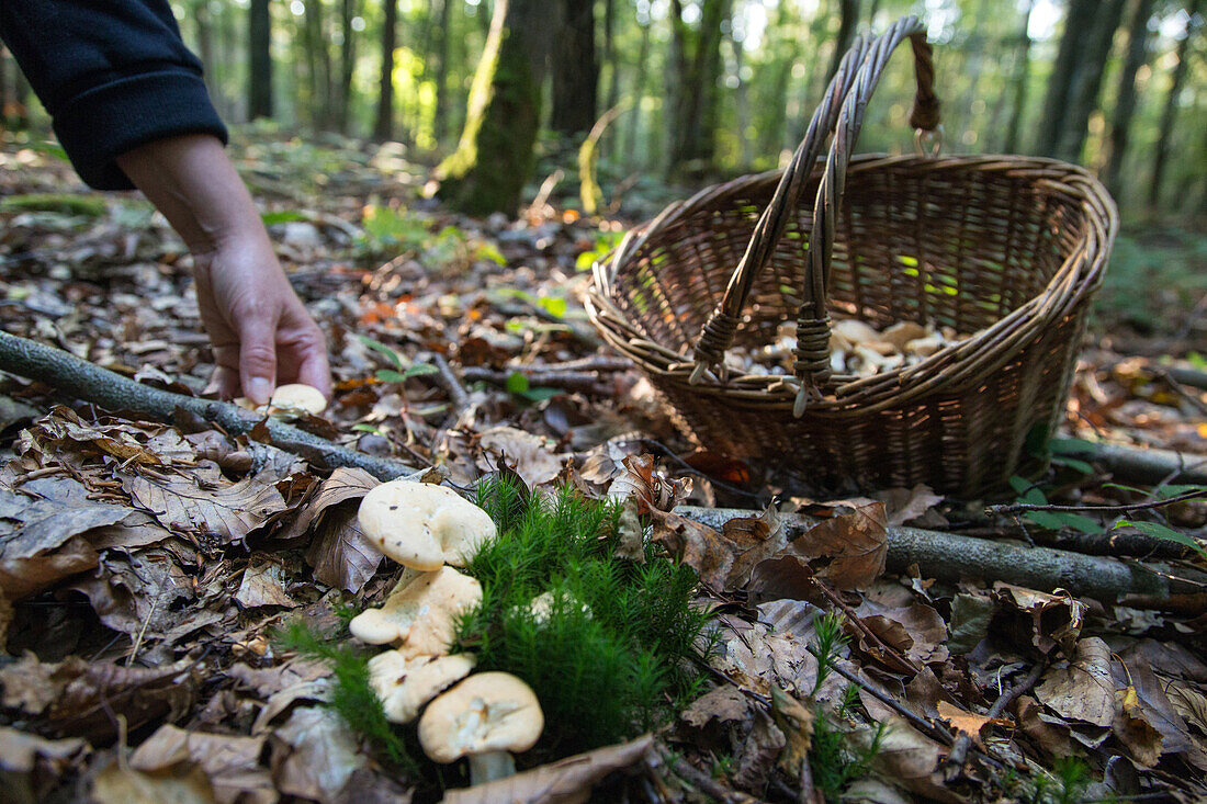 gathering edible mushrooms (sweet tooth, wood hedgehog, hedgehog mushroom) in the forest of conches-en-ouche, eure (27), france