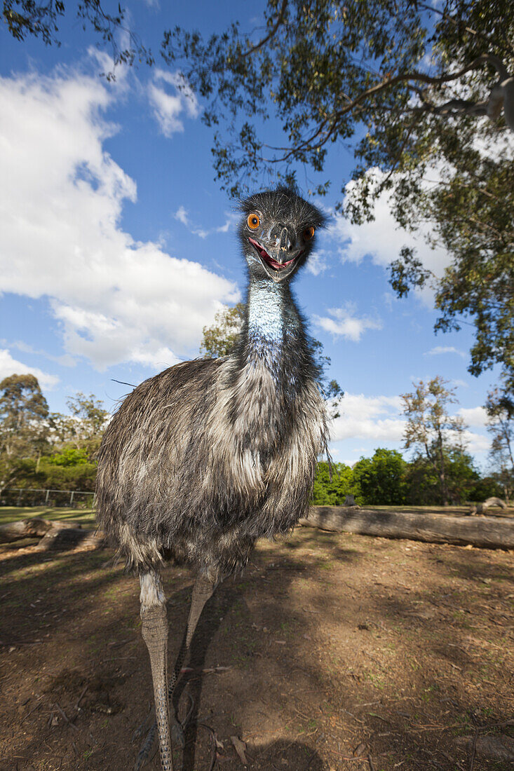 Grosser Emu, Dromaius novaehollandiae, Brisbane, Australien