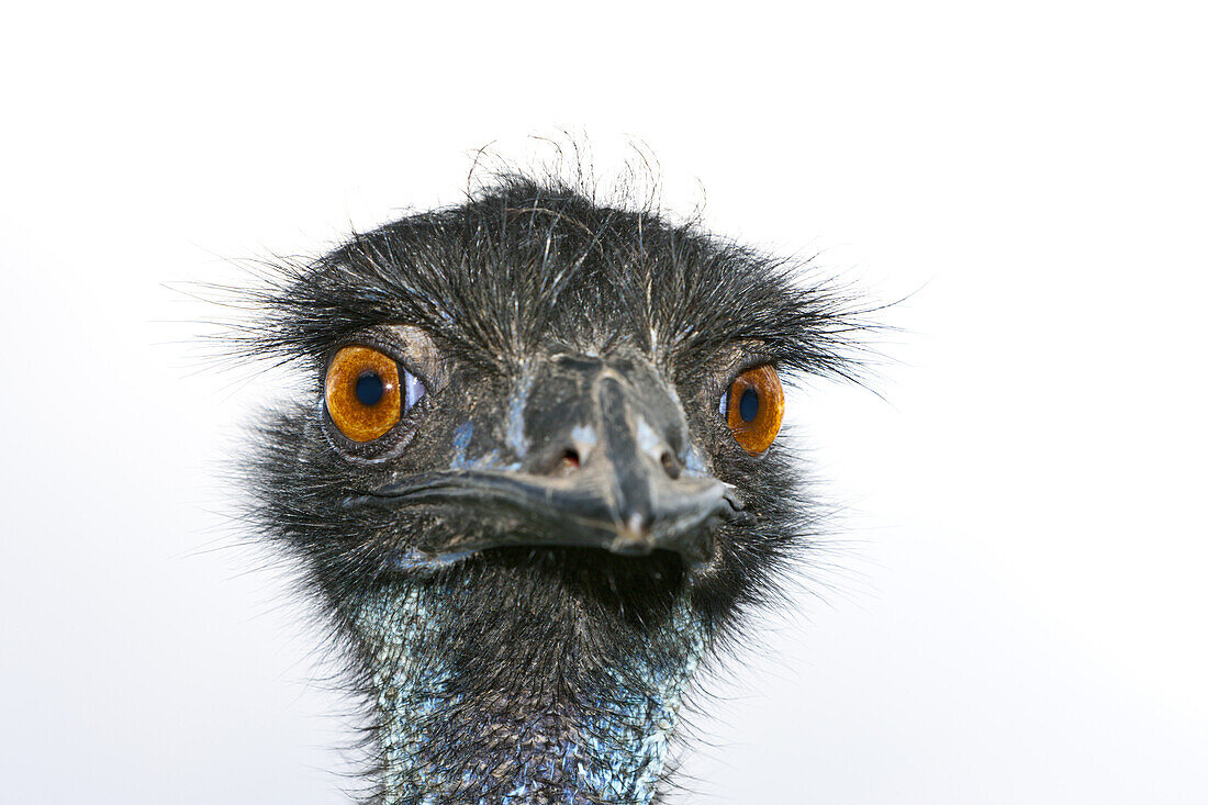 Head of Emu, Dromaius novaehollandiae, Brisbane, Australia