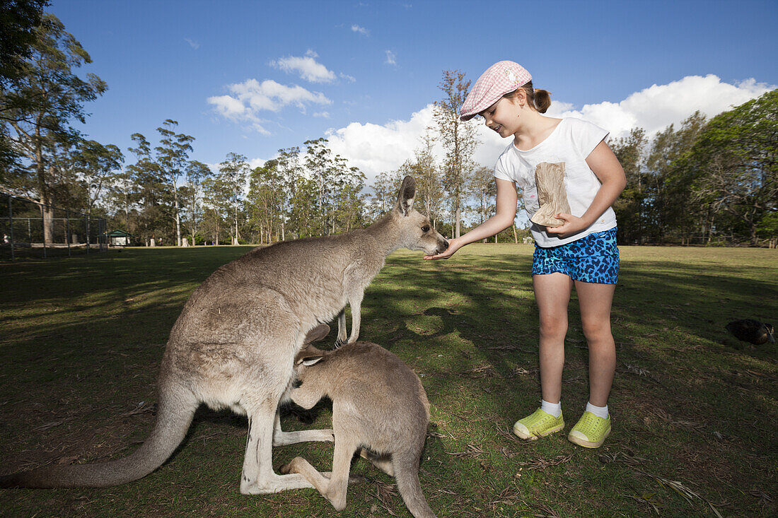 Kind fuettert Oestliches Graues Riesenkaenguru, Macropus giganteus, Brisbane, Australien