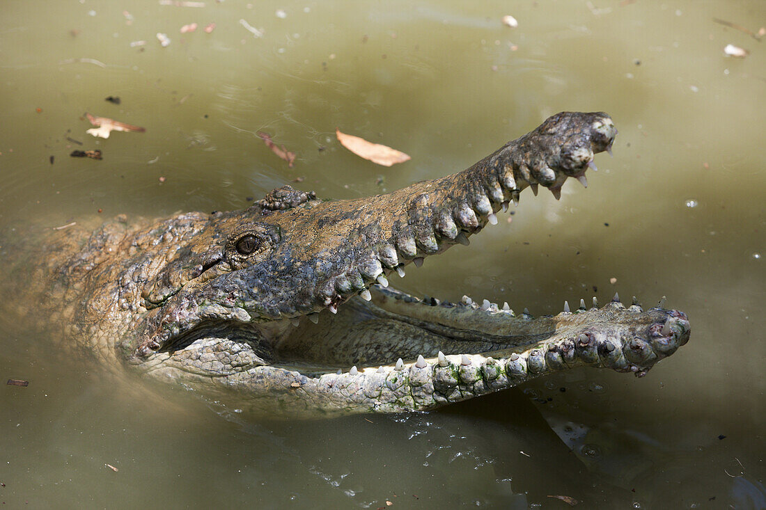 Australien-Krokodil, Crocodylus johnstoni, Queensland, Australien