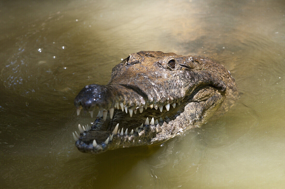 Freshwater Crocodile, Crocodylus johnstoni, Queensland, Australia