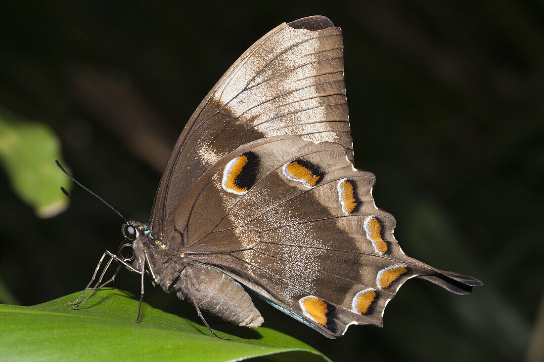 Ulysses Butterfly, Papilio ulysses joesa, Queensland, Australia