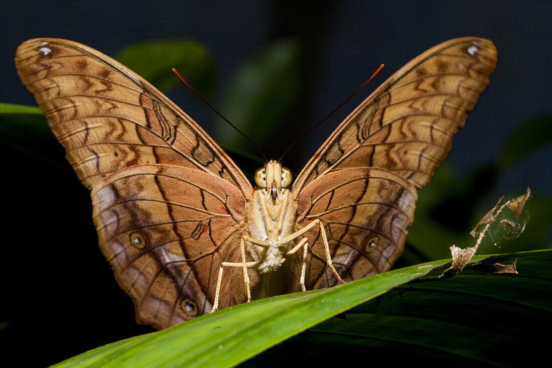 The Cruiser Butterfly, Vidula arsinoe, Queensland, Australia