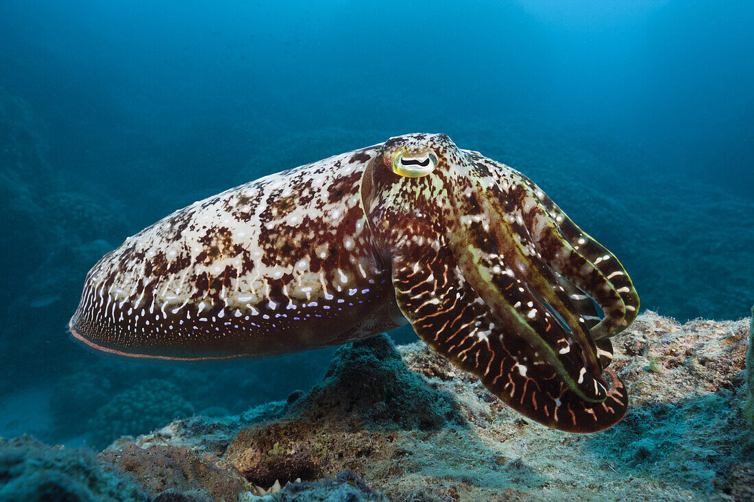 Broadclub Cuttlefish, Sepia latimanus, Great Barrier Reef, Australia
