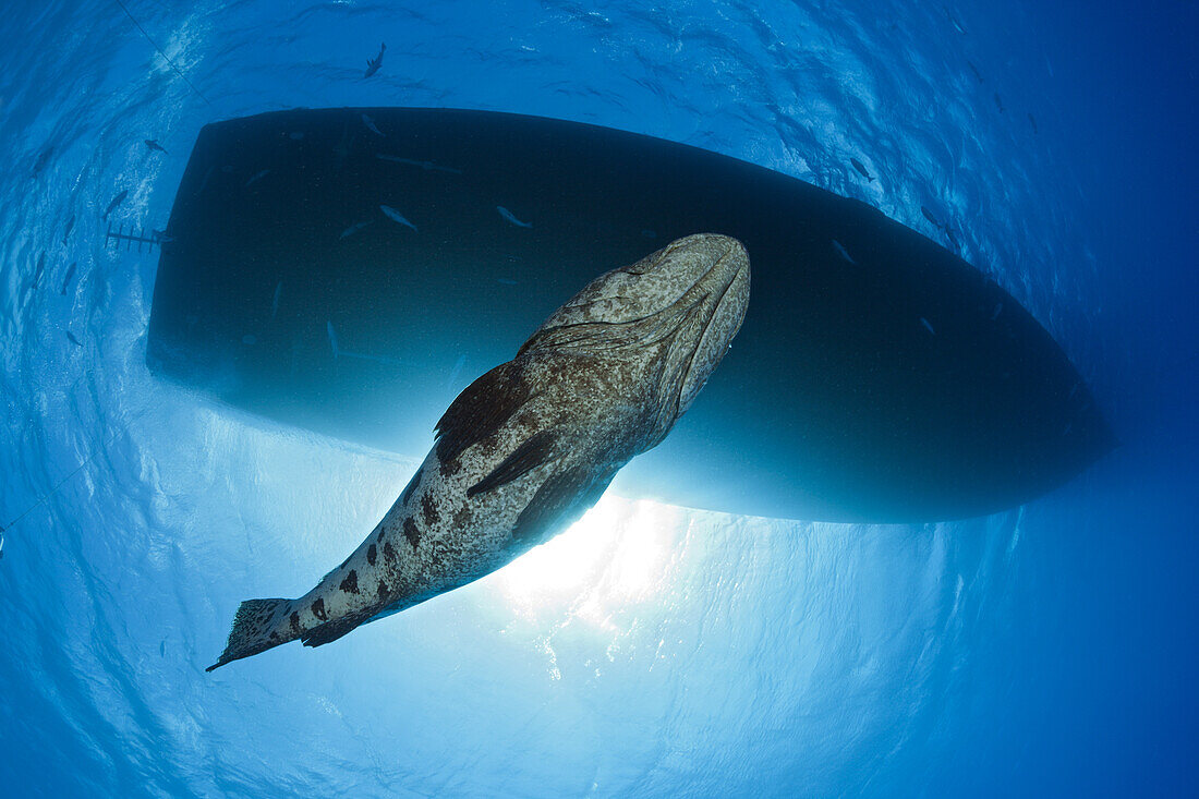 Kartoffel-Zackenbarsch, Epinephelus tukula, Cod Hole, Great Barrier Reef, Australien