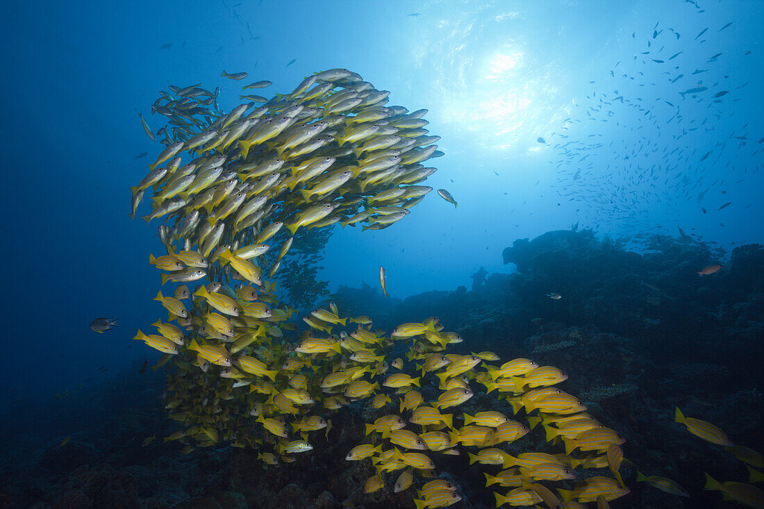 Shoal of Bigeye Snapper and Fivelined Snapper, Lutjanus lutjanus, Great Barrier Reef, Australia