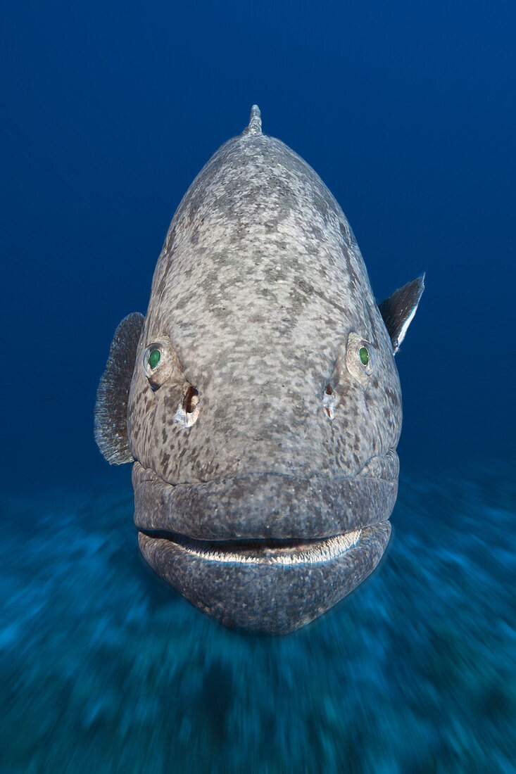 Potato Cod, Epinephelus tukula, Osprey Reef, Coral Sea, Australia