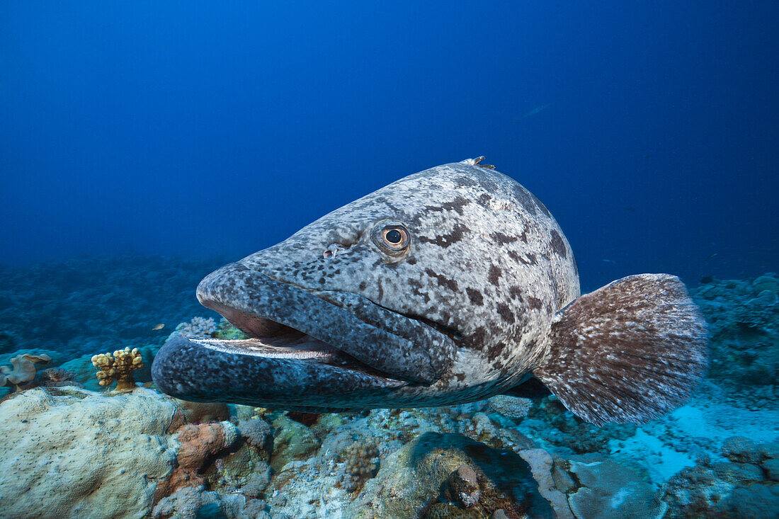 Kartoffel-Zackenbarsch, Epinephelus tukula, Osprey Reef, Korallenmeer, Australien